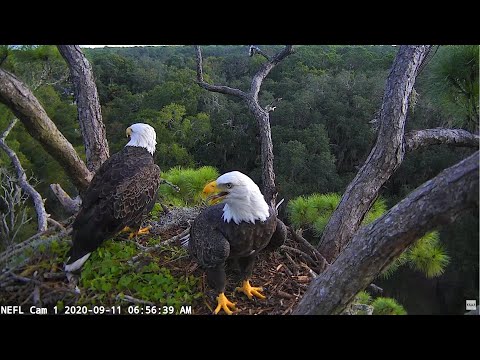 NEFL Cam 2 - Live Bald Eagle Cam