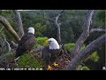 NEFL Cam 2 Live Bald Eagle Cam