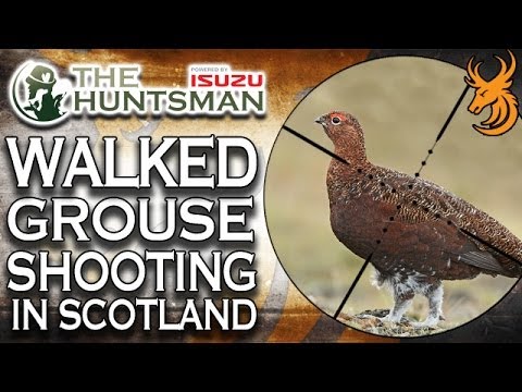 Walked Up Grouse Shooting in Scotland