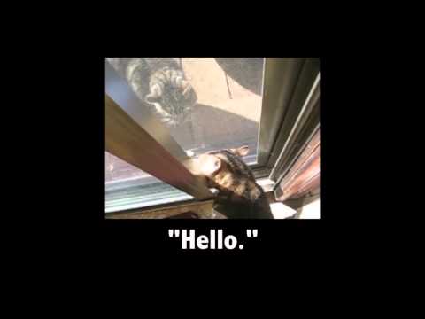 Talking Animals Compilation (nowtelugu.com)