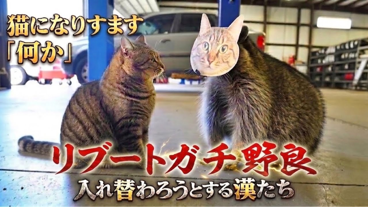 リブートガチ野良