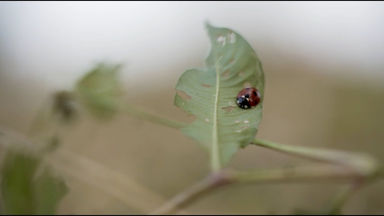 Réseau Les Comptoirs de la Bio : Lumière sur la filière soja !