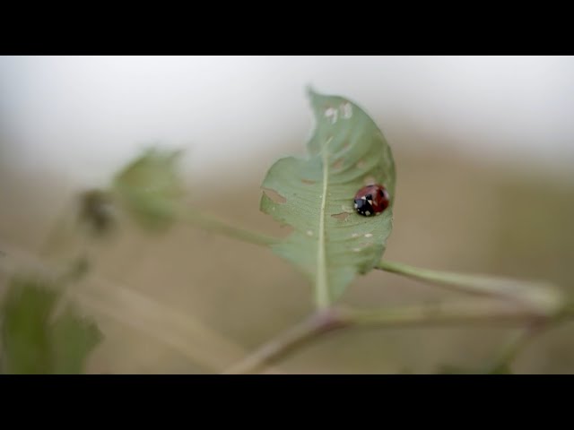 Réseau Les Comptoirs de la Bio : Lumière sur la filière soja !