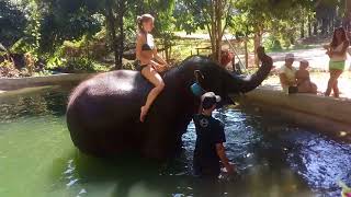 preview picture of video 'Купание со слоном. Phang Nga Elephant Park. Thailand 2018'