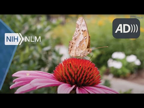 NLM Herb Garden Tour (Audio Described Version)