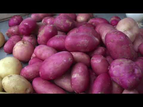 Ceger ep. 440 15.11.2020.