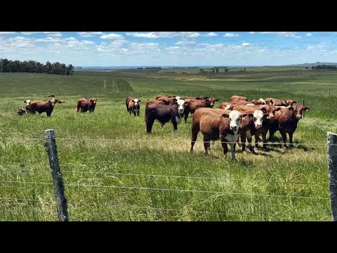 Conexión Interior (2): La sinergia entre agricultura y ganadería, desde el establecimiento Berachí