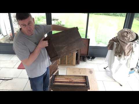 Setting up brood factories.