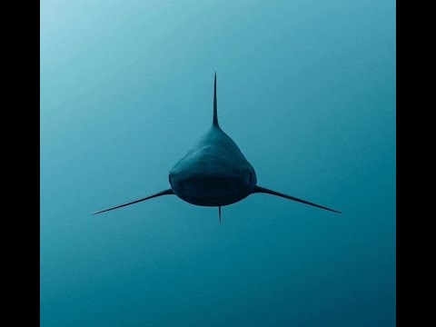 Hassan - Requin (Official Lyric Video)