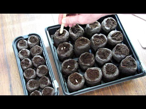 , title : 'How to Use Peat Pellet Kits for Seed Starting Cucumbers, Tomatoes & Peppers: No Grow-Lights Needed!'