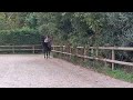Hongre 6ans dressage