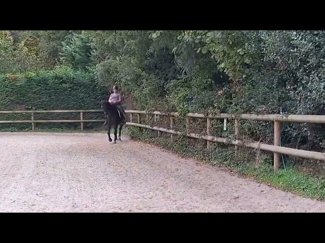 Hongre 6ans dressage