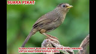Download lagu SUARA PIKAT BURUNG WAMBI MINI ATAU HWAMEI UNTUK MASTERAN AMPUH 100% mp3