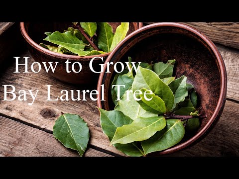 How to Grow Bay Laurel | Complete Growing Guide