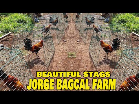 Beautiful Birds Crosses Stag JORGE FARM - Farm Visit
