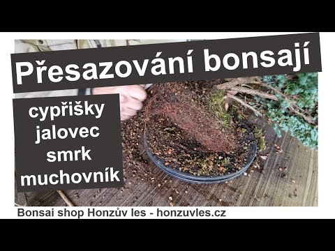 Přesazování bonsají - cypřišky, jalovec, smrk a muchovník