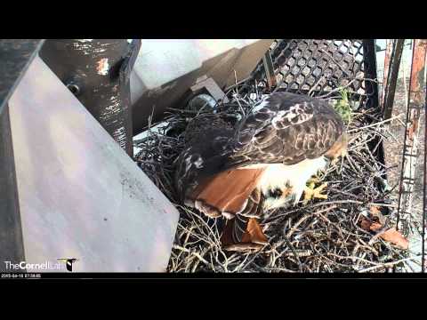 20150416_7:39 AM_CURTH_Greenery is Not Breakfast! And Stop Stepping on Me!