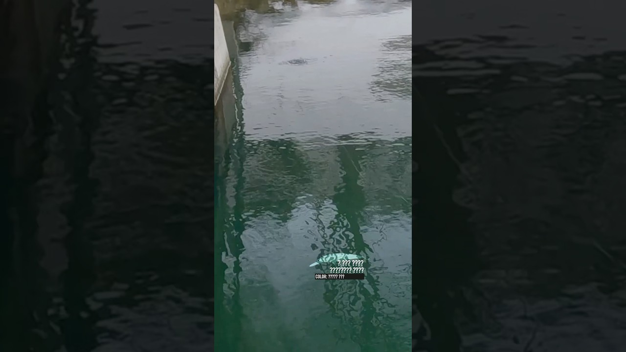 橋脚の影からモンスターが…！大イワナの超近距離バイト。 #fishing #エリアミノーイング #エリアトラウト