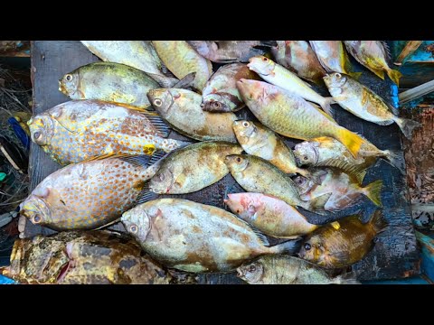 vlog374- P2- Paninimbog | catch and cook