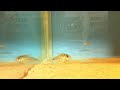 Corydoras evelynae Corydoras evelynae