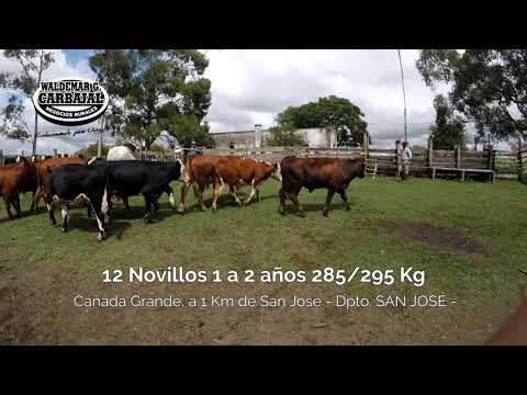 Entrada 30 (Cert - 3893) -12 Novillos 1 a 2 años 285-295 Kg