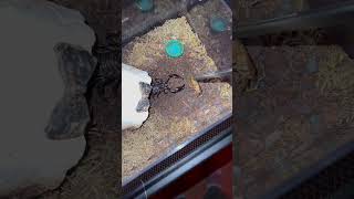 Download lagu Heterometrus spinifer (Malaysian Forest Scorpion) #shorts #shortsfeed #shortsvideo mp3