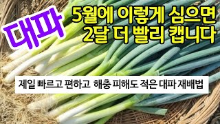 대파 5월에 이렇게 심으면 2달 더 빨리 캡니다. 제일 빠르고 편하고 해충 피해 적은 대파 재배법