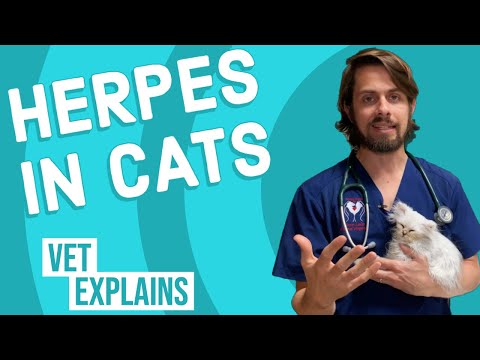 Herpes in Cats