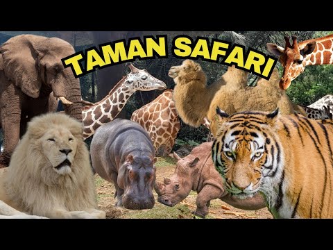 LATEST UPDATE on Bogor Safari Park | Zoo | Ticket Prices, Animals, and Animal Shows