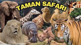 Download lagu UPDATE TERBARU Taman Safari Bogor | Kebun Binatang | Harga Tiket, Aneka Hewan dan Animal Show mp3 Download lagu UPDATE TERBARU Taman Safari Bogor | Kebun Binatang | Harga Tiket, Aneka Hewan dan Animal Show mp3