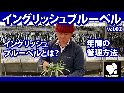 ブルーベルを剪定する