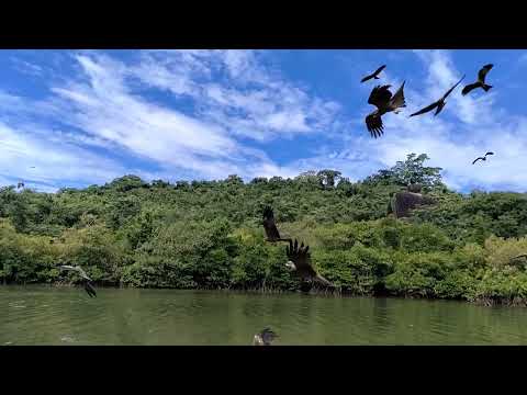 awesome moments in the backwaters of goa's palolem  beach. #goa #travel #traveling #eagles #viral