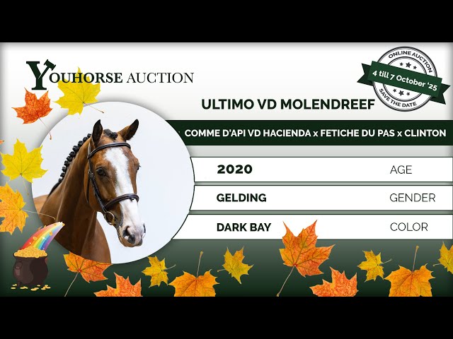 Ultimo vd Molendreef