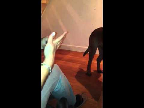 Boerboel "Tobi" op pleister jacht