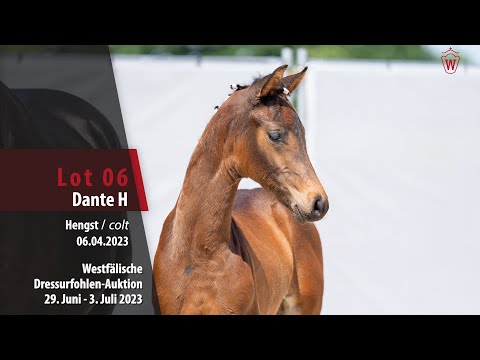 Dressurfohlen-Auktion Lot 06 Dynamic Dream - Pik Labionics