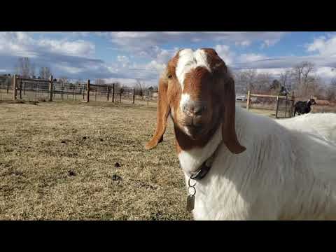 Meet the Goats -Fainting Goats!!