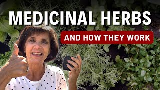 Top 7 Best Herbs For Health Benefits - How To Use Essential Medicinal Herbs