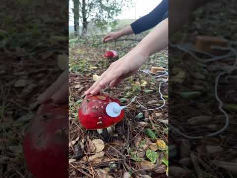 Touching mushrooms connected to PlantWave