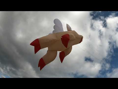 Flying big kites: PLK 'Pigs on the wing" 30 August 2020, Port Elizabeth, RSA