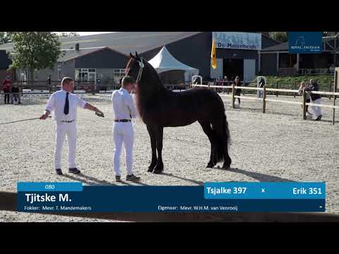 Fokdag Het Friesche Paard Zuid-Nederland 2-8-2021