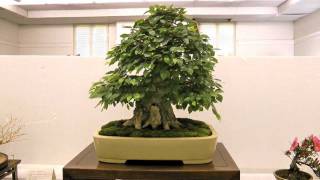 preview picture of video 'Bonsai Show  2011 New Haven, CT'