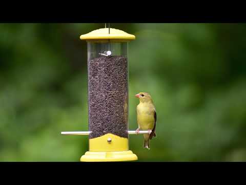 Wild Bird Center's Goldfinch Tube Feeder