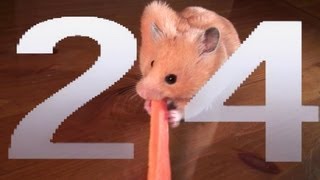 Learning Numbers 1 2 3 4 5 6  in English with Emma the Hamster ! 1 minute voice!