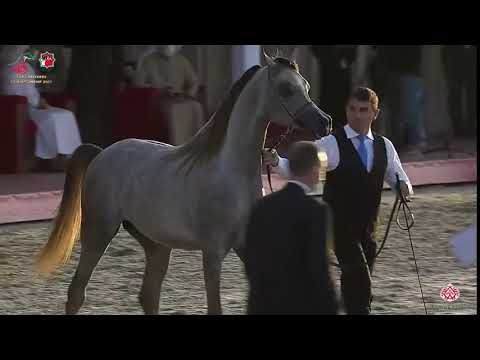 N 267 AJ REDAN   Emirates Arabian Horse Breeders Championship 2021   Colts 2 Years Old Class 7A