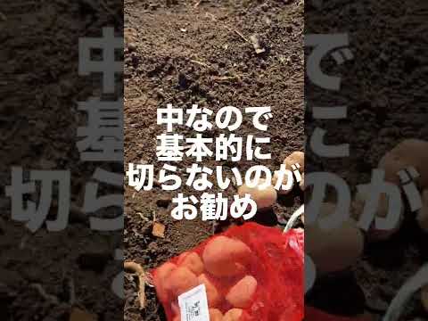 2024 年のジャガイモの植え付け時期は?成功のためのすべてのアドバイス  庭園