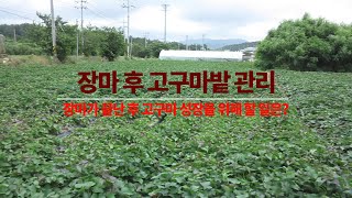 고구마 다수확을 위한 장마 후 고구마밭 관리