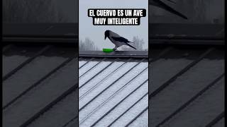 Este cuervo es muy inteligente  vean lo que hace 😱 #animals  #cuervos