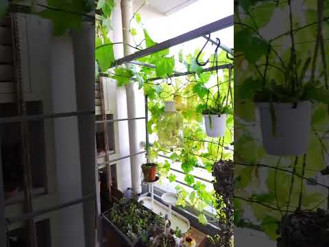 deco-balcon-plantes-vertes-pots-métalliques déco balcon