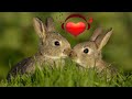 Rabbit Sounds to Make Them Come to You - Bunny Sounds
