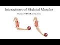 MBLEx Review: Interactions of Skeletal Muscles; Agonist, Antagonist, Synergist, & Fixator